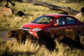 Bear Country USA Rapid City, SD Car Load Pass $80 value